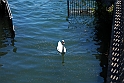 Lago di Como_213